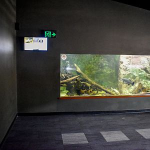 Eel/Golden Perch/Fork-tailed Catfish Tank