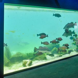 Bull Shark/Barramundi/Silver Perch Tank