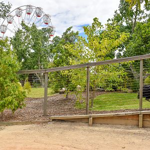 Cassowary Enclosure