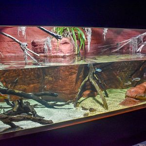 Pig-nosed Turtle/Rainbowfish Tank