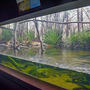 Eastern Water Dragon/Long-necked Turtle Tank