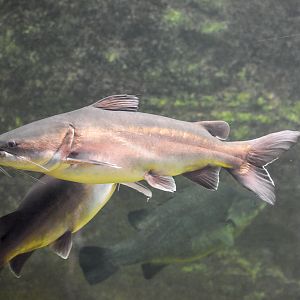 Fork-tailed Catfish