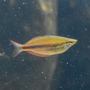Banded Rainbowfish