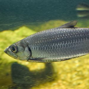 Indo-Pacific Tarpon