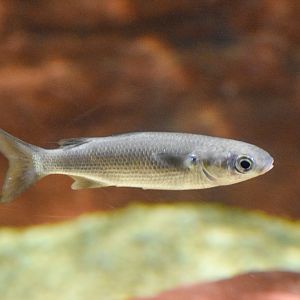 Yellow-eyed Mullet
