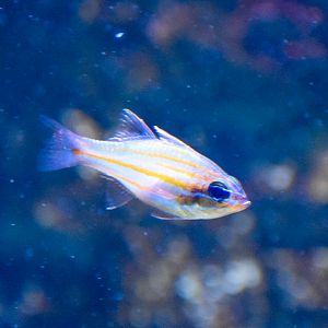 Coral Cardinalfish