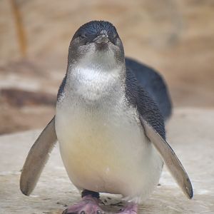 Little Penguin