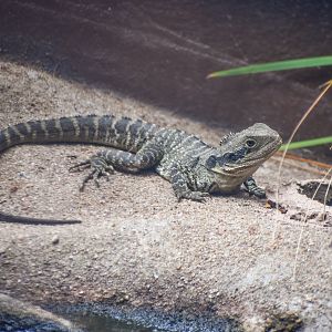 Eastern Water Dragon