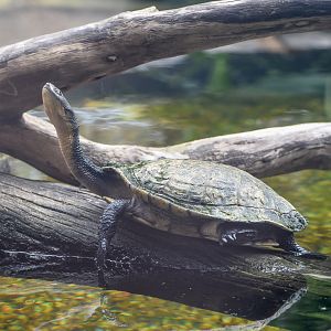 Eastern Long-necked Turtle