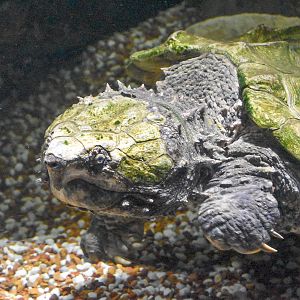 Alligator Snapping Turtle