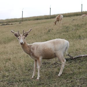 Fallow Deer