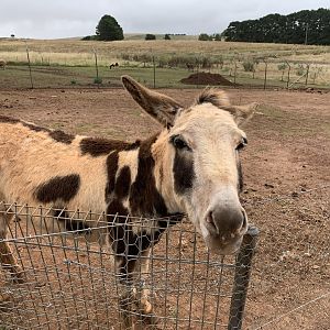 Donkey