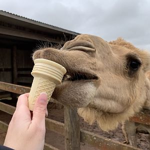 Camel Feeding