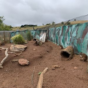 Parma Wallaby Enclosure