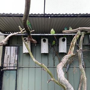 Superb Parrots
