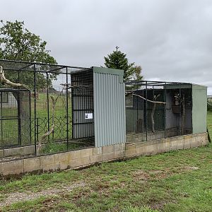 Gang-gang Cockatoo Aviaries
