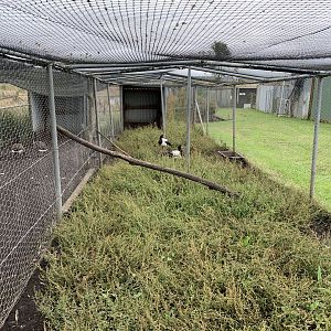 Magpie Goose Enclosure