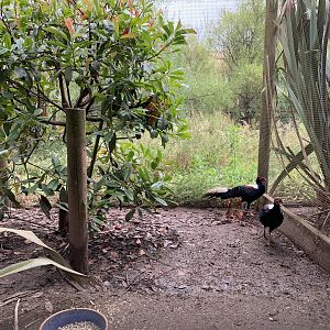 Swinhoe’s Pheasant