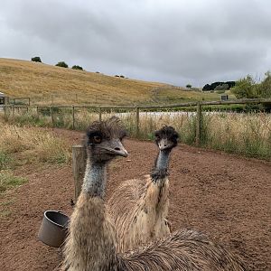 Emu