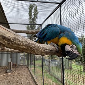 Blue-and-Gold Macaw