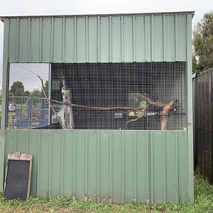 Peafowl and Ringneck Aviary