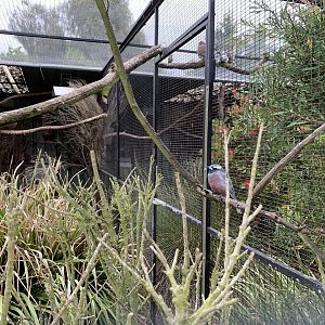 White-browed Woodswallow
