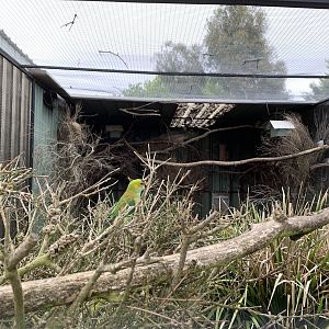 Purple-crowned Lorikeet