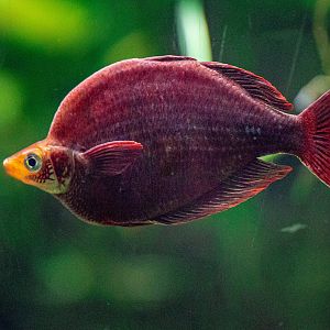 Red Rainbowfish