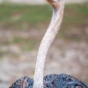 Rebecca the Somali Ostrich