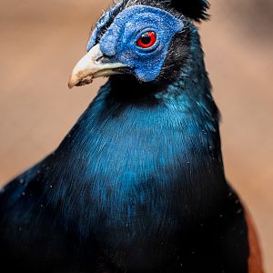 Bornean Crested Fireback