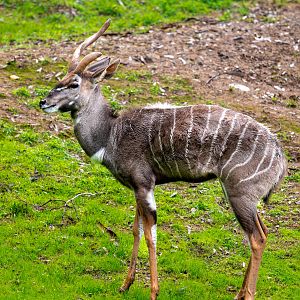 Lesser Kudu