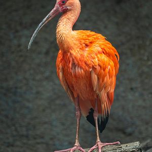 Scarlet Ibis