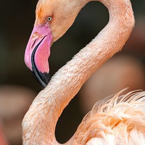 Greater Flamingo