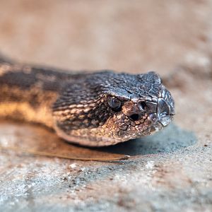 Southern Pacific Rattlesnake