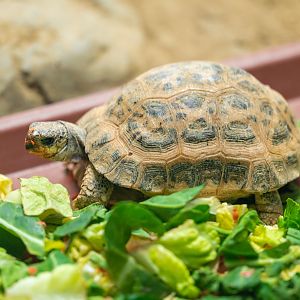 Madagascar Spider Tortoise
