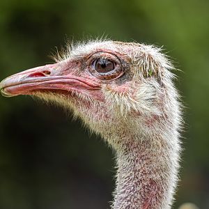 Common Ostrich