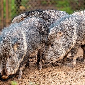 Chacoan Peccary