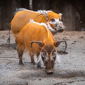 Red River Hogs