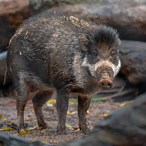 Visayan Warty Pig