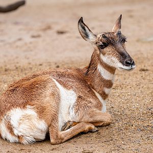 Peninsular Pronghorn