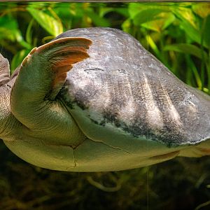 Fly River Turtle
