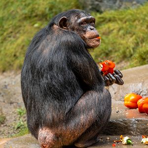 Chimpanzee