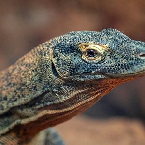 Komodo Dragon