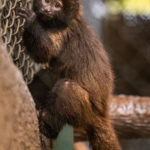 Crested Capuchin
