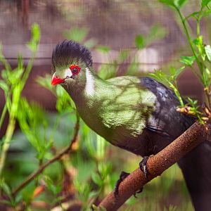 White Cheeked Turaco