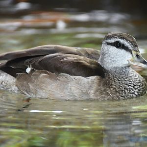 Cotton Pygmy Goose (Nettapus coromandelianus)