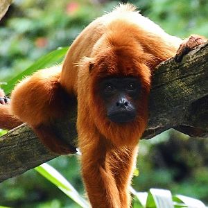 Guyanan Red Howler (Alouatta macconnelli)