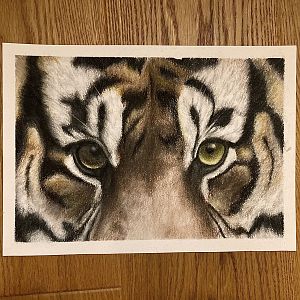 Finished tiger eye drawing