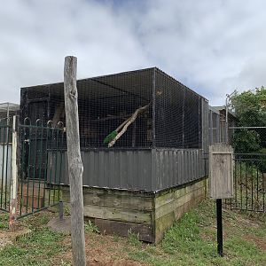 Indian Ringneck Aviary
