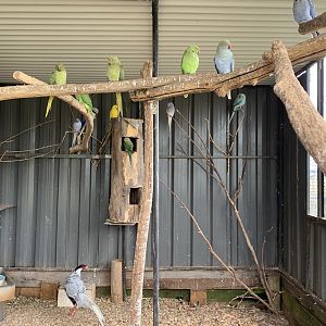 Indian Ringnecks